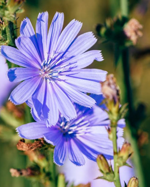 Close-up of blue chicory flowers with a blurred green background